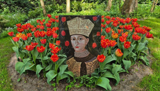 Tulpe zu Ehren der Heiligen Maria Brâncoveanu blüht erneut im Keukenhof