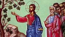 Grüne Tarnung: Warum Christus den Feigenbaum verfluchte